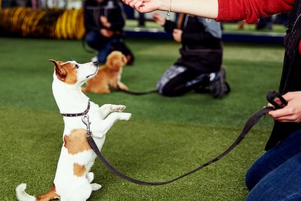 Online Dog Behaviour Training Course