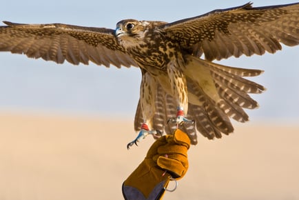 Bird of Prey Experience for 1 or 2 Hours - Staffordshire