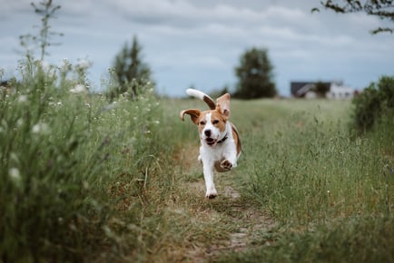 Dog Walking & Socializing Course Bundle - International Open Academy