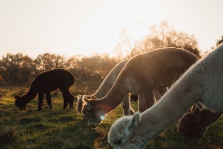 Alpaca Meet, Feed & Greet Session - For 1, 2 or 4 People