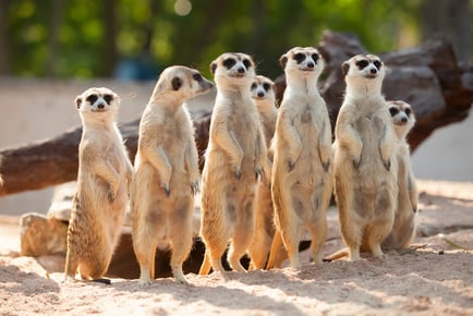 Meerkat Experience for 2 or 4 - London