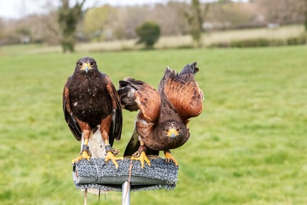 3-Hour Birds of Prey Experience - Hawks, Owls & Falcons