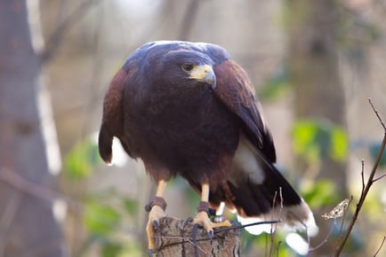 1-Hour Hawk Hike Experience - Swadlincote