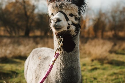 Alpaca Trekking & Feeding - For 1, 2 Or 4 Option