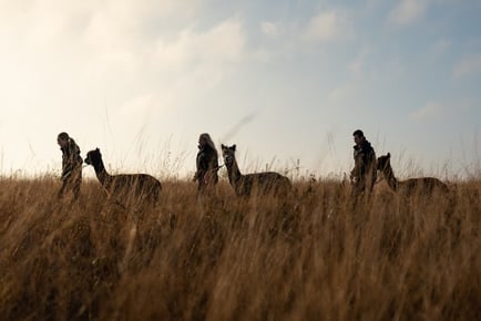 60 Minute Alpaca Trekking & Feeding Experience - For 1, 2 or 4 People, Wetley Moor Alpacas