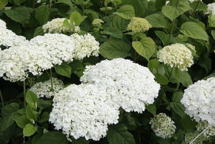 1 or 2 Hydrangea Strong Annabelle Plants