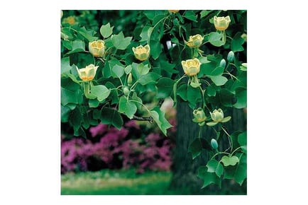 1 or 2 Liriodendron Tulip Tree Plants