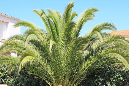 1 or 2 Canary Island Date Palm Trees