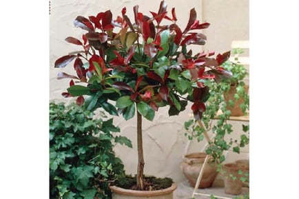 1 or 2 Photinia Little Red Robin Trees