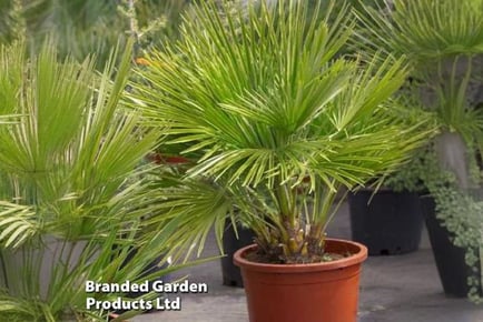 Lush Dwarf Fan Palm Trees - Add a Tropical Touch!