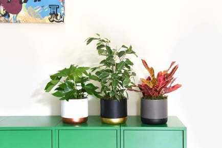 3 or 6 Scandi Houseplant Collection