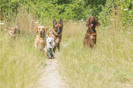 Online Dog Socialisation and Obedience Masterclass