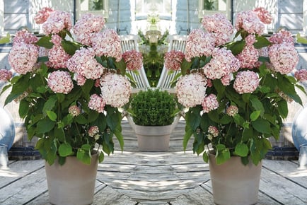 1 or 2 Hydrangea 'Candybelle Bubblegum' Plants