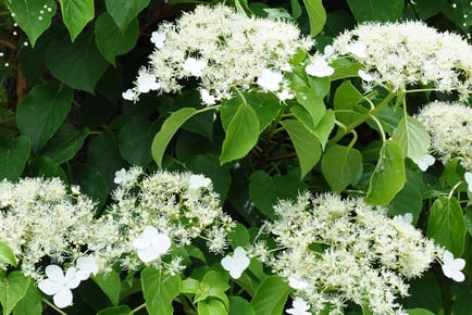 2 Hydrangea Petiolaris Potted Plants