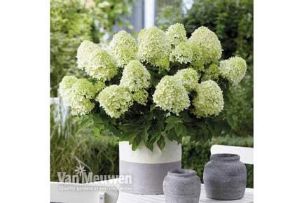 1 or 2 Hydrangea paniculata 'Little Spooky' Plants