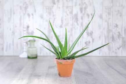 up to 3 Aloe Vera Houseplants