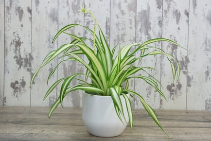 1 or 2 Spider Plant Houseplants