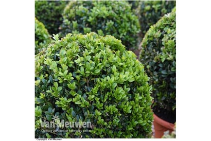 Topiary Buxus Ball 1 or 2 Potted Plants