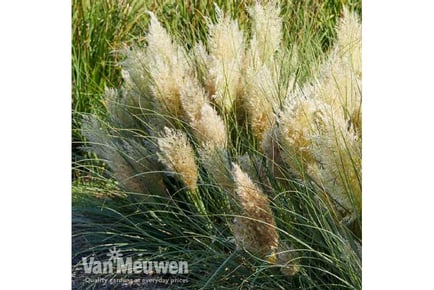 1 or 2 Dwarf Pampas Grass 'Tiny Pampa'