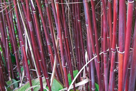 1 or 2 Red Bamboo 'Asian Wonder' Plants