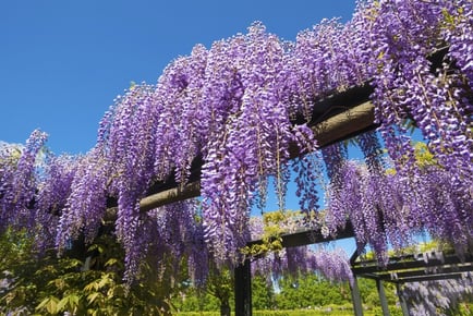 up to 3 Scented Wisteria Plants