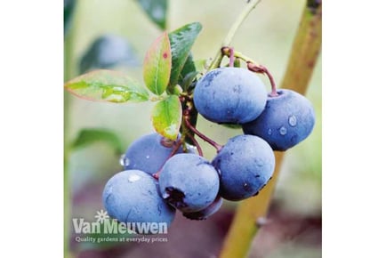 Potted Blueberry Fruit Plants