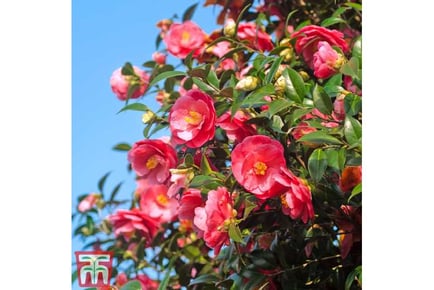 Hardy Camelia Trio Collection