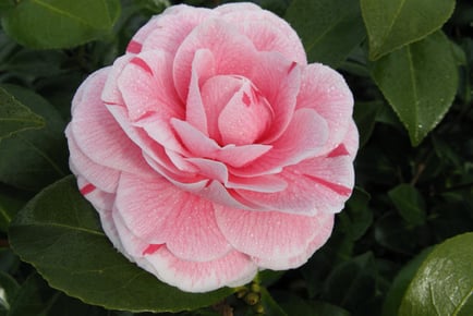 Hardy Camelia Pink-Red-Yellow Plants