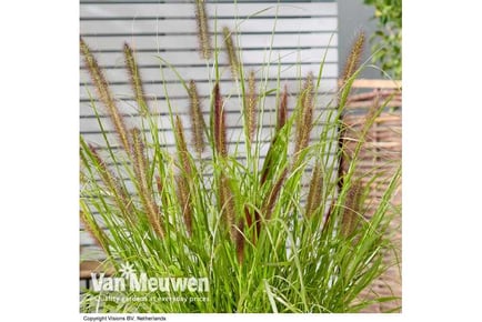 Grass Pennisetum Black BeautyPlant