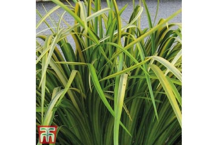1 or 2 Grass Acorus Gramineus Plants