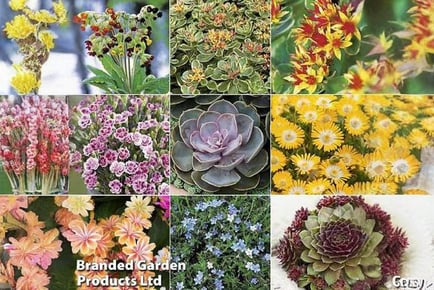 Mixed Seasonal Alpine and Rockery Plants