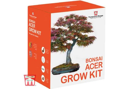 Grow Your Own Bonsai Acer Kit