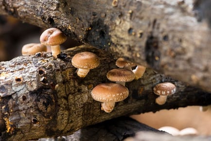 Cultivate Your Own Shii-take Mushroom Garden