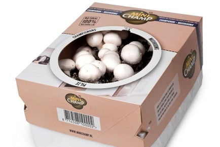 Grow Your Own Delicious White Mushrooms Kit