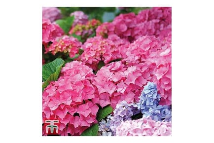 1 or 2 Hydrangea Early Pink Plants