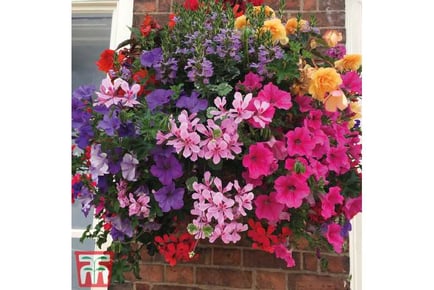 1 or 2 Preplanted Mixed Hanging Baskets