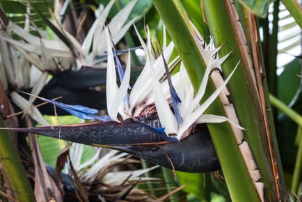 1 or 2 White Bird of Paradise Plants