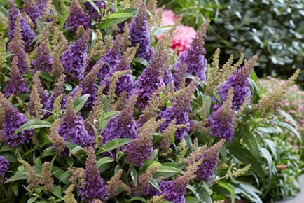 Buddleja Butterfly Candy Plants