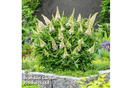 White Buddleja Butterfly Candy Plants