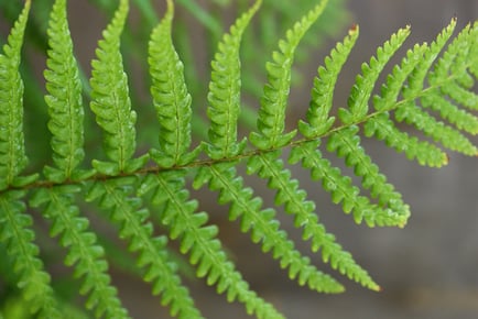 up to 3 Shuttlecock Fern Plants