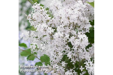 Lilac Flowerfesta White Plant