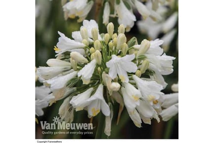 Exquisite Agapanthus 'Ever White' Plants