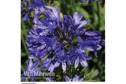 up to 3 Agapanthus Ever Sapphire Plants