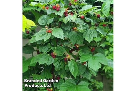 Raspberry Tree Hararasp Potted Plant