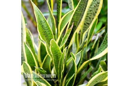 1 or 2 Sansevieria Snake Houseplants