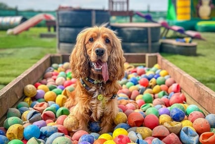 Puppy Party - Bark N Bounce - Manchester