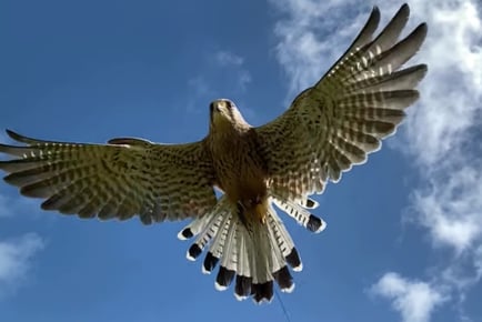 Falconry Entrance and Flying Experience With Museum Entry For 2 or 4 - Bath