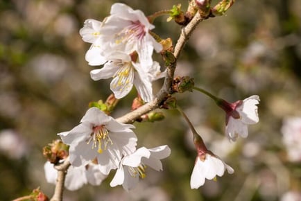 up to 3 Flowering Cherry Prunus Plants