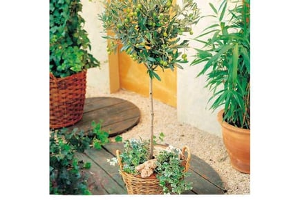 1 or 2 Olive Tree Standards