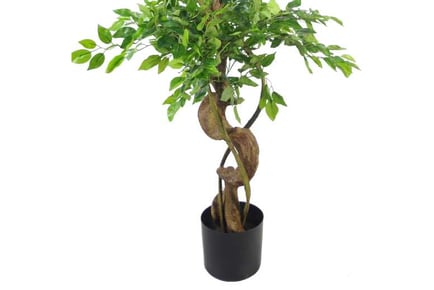 150cm Artificial Ficus,Twisted Trunk